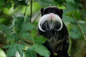 Imperial tamarin - mustache merchant